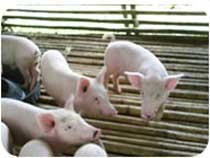 ConocoPhillips Produksi Biodiesel dari Lemak Babi